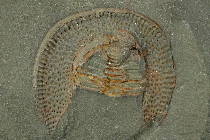 Bargain, Trinucleid Trilobite (Declivolithus) - Mecissi, Morocco #353392